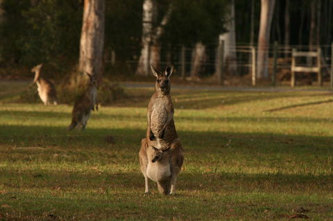 Lake Weyba Noosa Lodge & Kangaroos - Accommodation Sunshine Coast 16