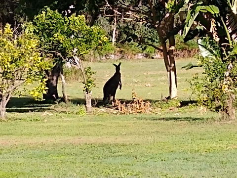 Lake Weyba Noosa Lodge & Kangaroos - Accommodation Sunshine Coast 29