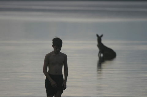 Lake Weyba Noosa Lodge & Kangaroos - Accommodation Sunshine Coast 37