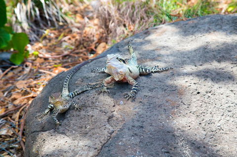 Rainbow Bay Backpackers - Accommodation Sunshine Coast 21
