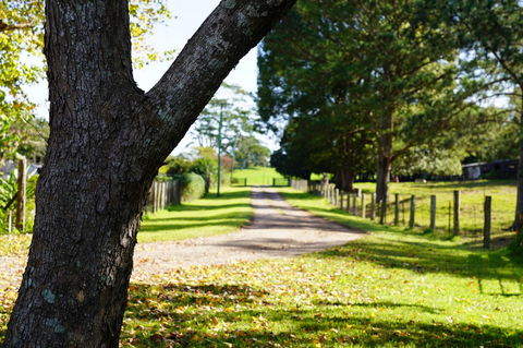 McCarthy Grove Maleny - Accommodation Sunshine Coast 3