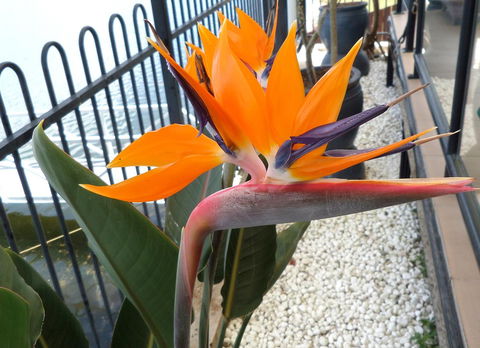 Gaia On Bribie Island - Accommodation Sunshine Coast 24