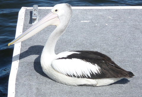 Gaia On Bribie Island - Accommodation Sunshine Coast 42