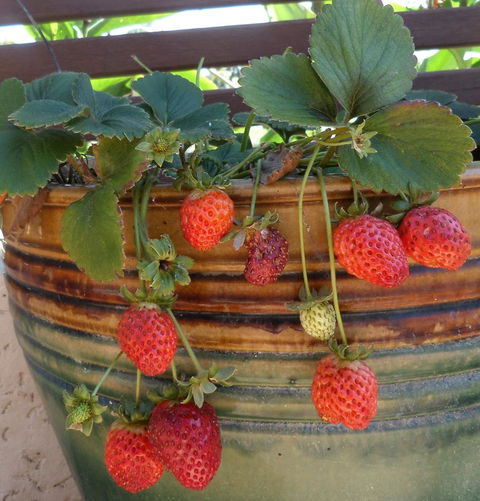 Gaia On Bribie Island - Accommodation Sunshine Coast 7