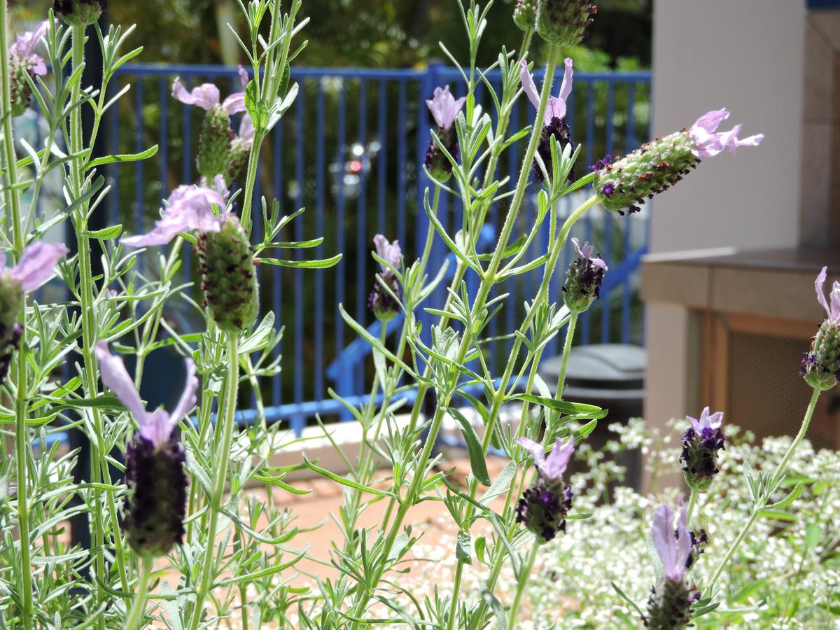 Bundall Bc QLD Accommodation Sunshine Coast