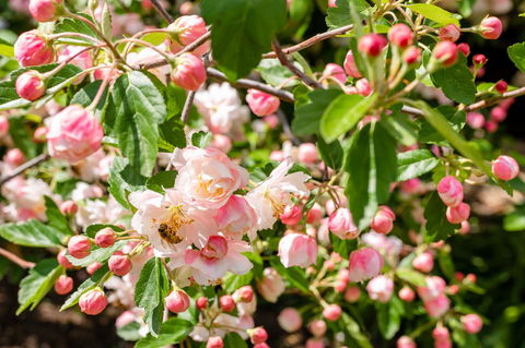 Apple Blossom Cottages - Accommodation Sunshine Coast 3