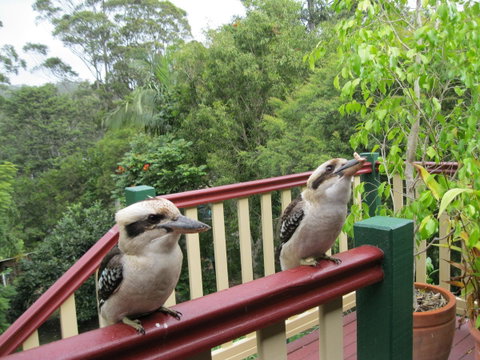 Shasta Place - Accommodation Sunshine Coast 12