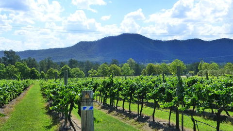 Winmark Wines - Accommodation Sunshine Coast 1