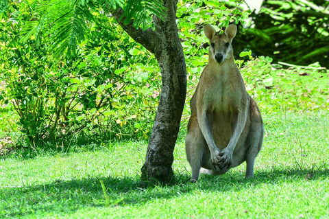 2 Bedroom Poinciana Lodge - Accommodation Sunshine Coast 1