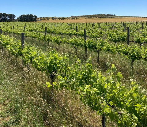Belalie Wines - Accommodation Sunshine Coast 2