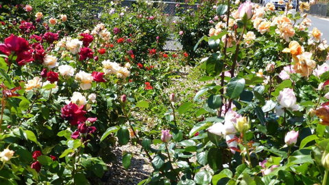 Cabernet Cottage - Accommodation Sunshine Coast 3