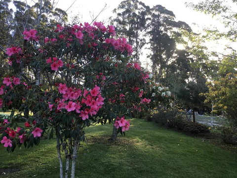 Cabin In The Tasmanian Bush - Tranquility! - Accommodation Sunshine Coast 4