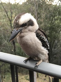 Book Tallebudgera Accommodation Vacations Accommodation Sunshine Coast Accommodation Sunshine Coast