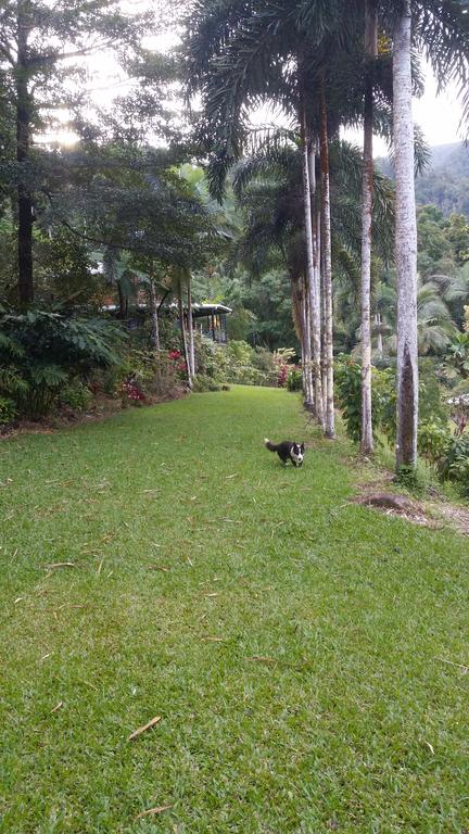 A Daintree Garden - Accommodation Sunshine Coast 1
