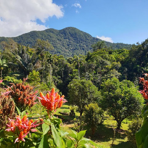 A Daintree Garden - Accommodation Sunshine Coast 3