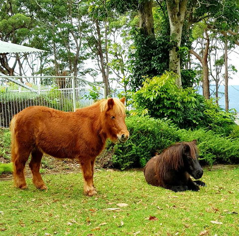 Aaronlee Retreat - Accommodation Sunshine Coast 1