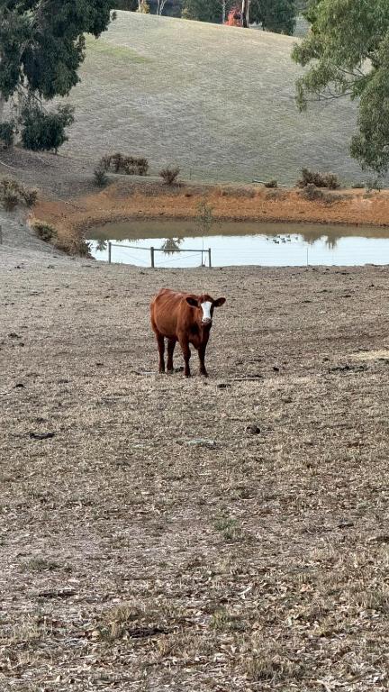 Farm Stay Picturesque Views - Accommodation Sunshine Coast 3
