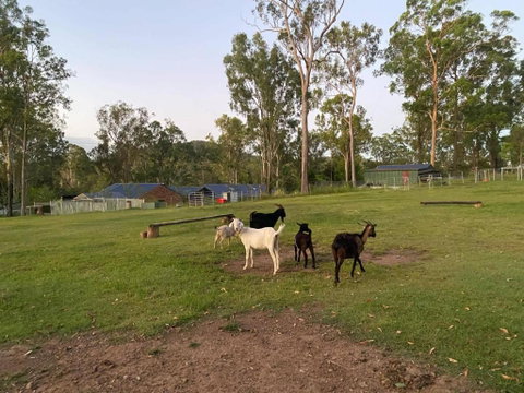 Gemmas Animal Farm By Tiny Away - Accommodation Sunshine Coast 2