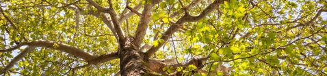 Poplar Tourist Park - Accommodation Sunshine Coast 1