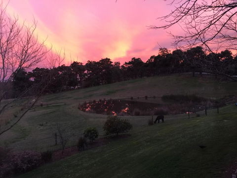 Raynella Alpaca Farmstay - Accommodation Sunshine Coast 3