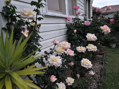 Roomy Rosegarden Flat In Roselands - Accommodation Sunshine Coast 3