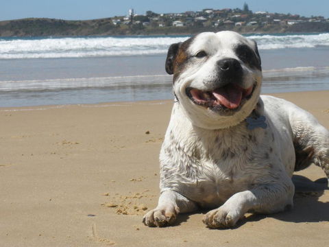 Safety Beach Ocean Bungalows - Accommodation Sunshine Coast 1