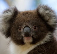 Bimbi Park - Camping Under Koalas - Accommodation Sunshine Coast