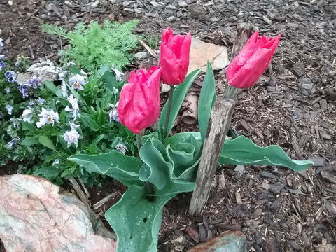 Blueberry B&B - Accommodation Sunshine Coast 3