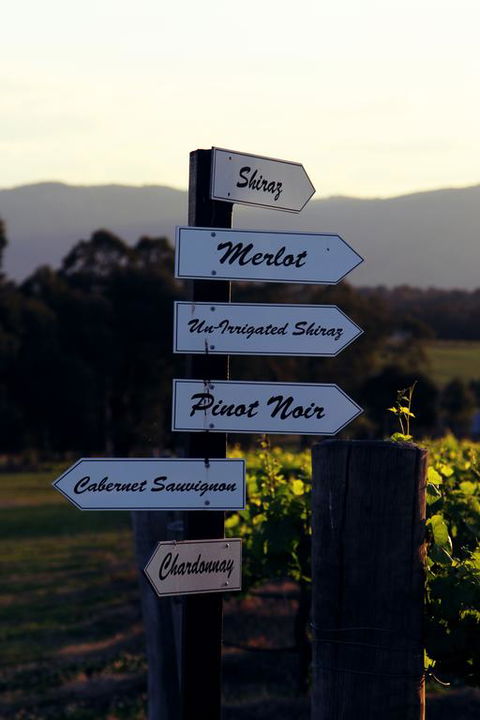 Blueberry Hill Vineyard Villa - Accommodation Sunshine Coast 3