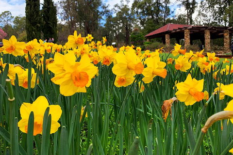 Spring Wildflower (Private) Day Tours - Accommodation Sunshine Coast 1