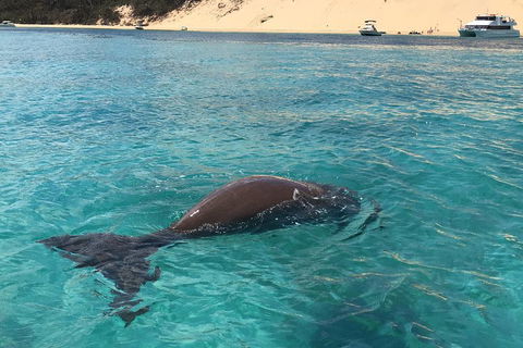 Cruise In Moreton Bay Marine Park And Moreton Island - Accommodation Sunshine Coast 2