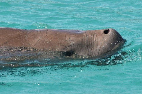 Cruise In Moreton Bay Marine Park And Moreton Island - Accommodation Sunshine Coast 3