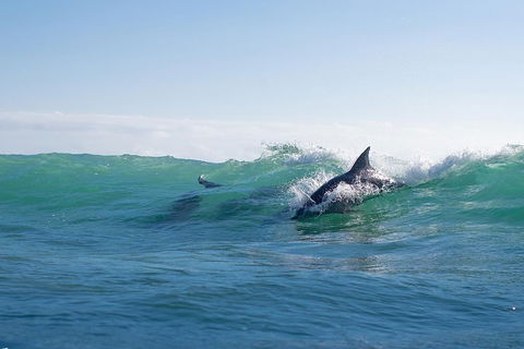 Private Tangalooma Wrecks Tour - Accommodation Sunshine Coast 2