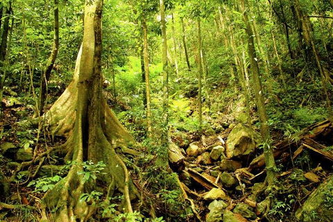 Cairns 4WD Waterfall And Rainforest Tour Including Kuranda Scenic Railway - Accommodation Sunshine Coast 1