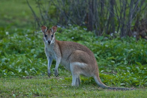 Cairns 4WD Waterfall And Rainforest Tour Including Kuranda Scenic Railway - Accommodation Sunshine Coast 2