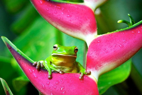 3-Day Best Of Cairns Combo: The Daintree Rainforest, Great Barrier Reef, And Kuranda - Accommodation Sunshine Coast 0