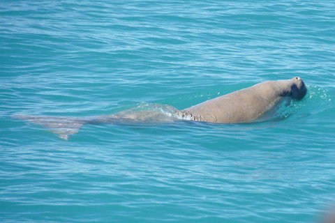 Snubfin Dolphin Eco Cruise From Broome - Accommodation Sunshine Coast 0