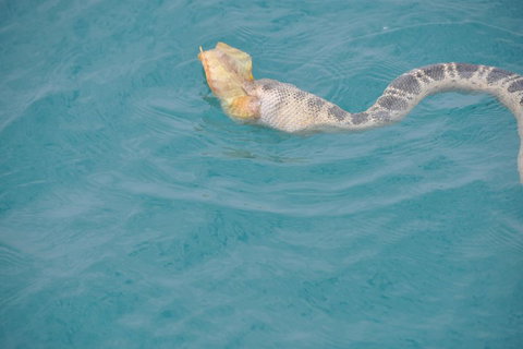 Snubfin Dolphin Eco Cruise From Broome - Accommodation Sunshine Coast 2