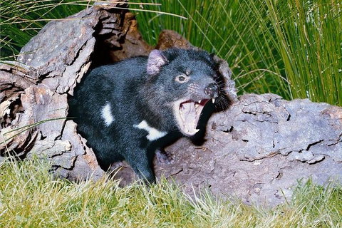 Private Blue Mountains Tour With Kangaroo And Koala Experience - Accommodation Sunshine Coast 0