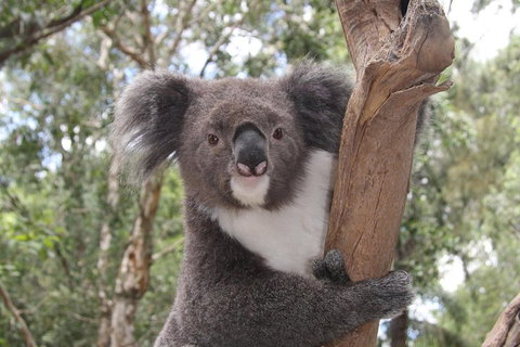 Private Blue Mountains Tour With Kangaroo And Koala Experience - Accommodation Sunshine Coast 2
