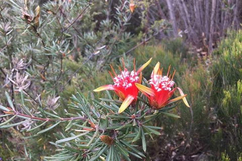 Private Blue Mountains Tour With Kangaroo And Koala Experience - Accommodation Sunshine Coast 4