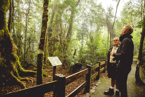 Full-day Springbrook National Park Tour From The Gold Coast - Accommodation Sunshine Coast 1