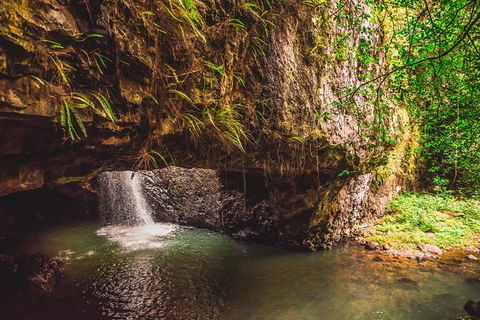 Full-day Springbrook National Park Tour From The Gold Coast - Accommodation Sunshine Coast 4