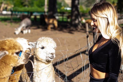 O'Reilly's & Lamington National Park Incl. Alpaca Farm + Vineyard - Accommodation Sunshine Coast 3