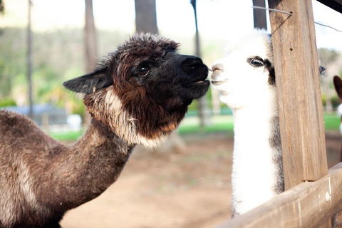 O'Reilly's & Lamington National Park Incl. Alpaca Farm + Vineyard - Accommodation Sunshine Coast 4