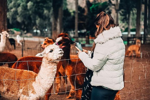 O'Reilly's & Lamington National Park Incl. Alpaca Farm + Vineyard - Accommodation Sunshine Coast 5