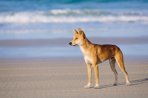 Fraser Island 4WD Tour From Noosa - Accommodation Sunshine Coast 5