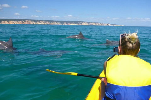 Kayak With Dolphins And 4WD Great Beach Drive Day Trip From Noosa - Accommodation Sunshine Coast 1