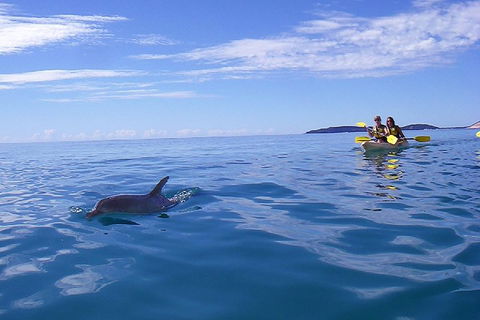 Kayak With Dolphins And 4WD Great Beach Drive Day Trip From Noosa - Accommodation Sunshine Coast 2