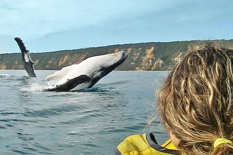 Kayak With Dolphins And 4WD Great Beach Drive Day Trip From Noosa - Accommodation Sunshine Coast 3